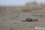 Loggerhead Turtle (Caretta caretta)