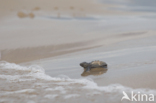 Loggerhead Turtle (Caretta caretta)