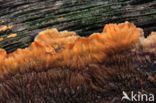Oranje aderzwam (Phlebia radiata)