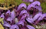 Purple Toothwort (Lathraea clandestina)