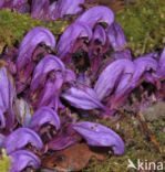 Purple Toothwort (Lathraea clandestina)