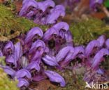 Purple Toothwort (Lathraea clandestina)