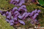 Purple Toothwort (Lathraea clandestina)