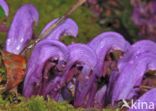 Purple Toothwort (Lathraea clandestina)