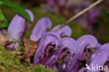 Purple Toothwort (Lathraea clandestina)