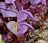 Purple Toothwort (Lathraea clandestina)