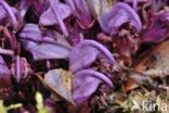 Purple Toothwort (Lathraea clandestina)