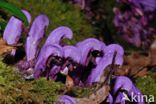 Purple Toothwort (Lathraea clandestina)