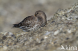 Purple Sandpiper (Calidris maritima)