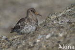 Purple Sandpiper (Calidris maritima)