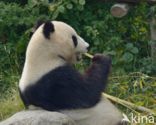 Giant Panda (Ailuropoda melanoleuca)