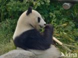 Giant Panda (Ailuropoda melanoleuca)