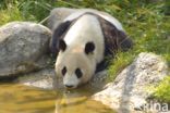 Giant Panda (Ailuropoda melanoleuca)