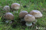 Panther mushroom (Amanita pantherina)