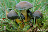 Parrot Waxcap (Hygrocybe psittacina)