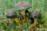 Parrot Waxcap (Hygrocybe psittacina)