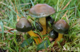 Parrot Waxcap (Hygrocybe psittacina)