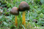 Parrot Waxcap (Hygrocybe psittacina)