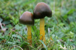 Parrot Waxcap (Hygrocybe psittacina)