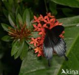 Papilio memnon heronus