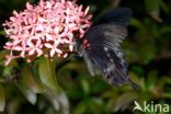 Papilio memnon heronus