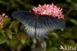 Papilio memnon heronus