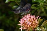 Papilio memnon heronus