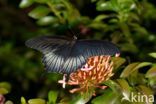 Papilio memnon heronus