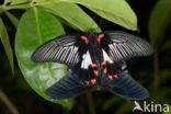 Scarlet swallowtail (Papilio rumanzovia)