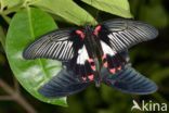 Scarlet swallowtail (Papilio rumanzovia)