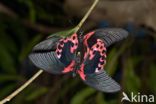 Scarlet swallowtail (Papilio rumanzovia)