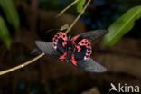 Scarlet swallowtail (Papilio rumanzovia)