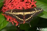 King Swallowtail (Papilio thoas)