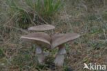 The Blusher (Amanita rubescens)