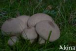 Common puffball (Lycoperdon perlatum)