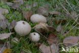 Common puffball (Lycoperdon perlatum)