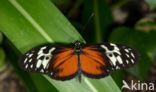 Passiebloemvlinder (Heliconius hecale)