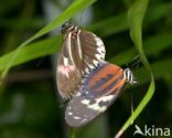 Postman butterfly (Heliconius melpomene)