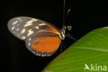 Passiebloemvlinder (Heliconius hecale)