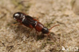 Phyllodrepa ioptera