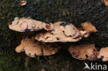 Artist s Conk (Ganoderma lipsiense)