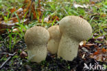 Plooivoetstuifzwam (Calvatia excipuliformis)