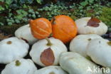 Pumpkin (Cucurbita spec.)