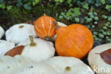 Pumpkin (Cucurbita spec.)