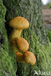 Prachtvlamhoed (Gymnopilus junonius)