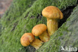 Prachtvlamhoed (Gymnopilus junonius)