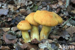 Prachtvlamhoed (Gymnopilus junonius)