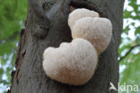 Pruikzwam (Hericium erinaceus)