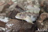 Eelpout (Zoarces viviparus)