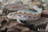 Eelpout (Zoarces viviparus)